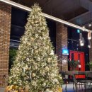 트리트리 이미지