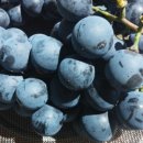 성연농장 이미지