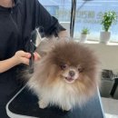 김지순애견미용학원 이미지