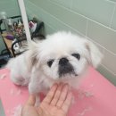 어서왈왈 이미지