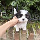 안산골든리트리버분양 안산래브라도리트리버분양 안산시추분양 안산미니핀분양 안산닥스훈트분양 이미지