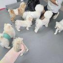 브라이튼독 이미지