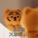 스프링그루밍 | 인생은 기세다