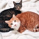 동대문 루시드 동물메디컬센터 이미지