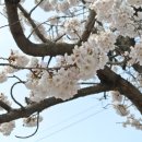 관작리 벚꽃길 이미지