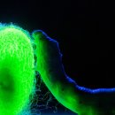 Born PC&cafe 이미지