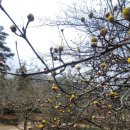 The 산수유