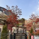 퍼피애견 | 파주 헤이리마을 근처 퍼피힐 애견카페 방문후기