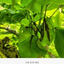 경기도농업기술원, ‘과수화상병’ 차단 총력. 도-시군 합동예찰 강화2주간 안성시 등 15개 주요 과수화상병 발생시군 집중 점검 이미지
