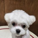 멜팅그루밍 이미지