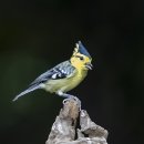 Yellow-cheeked Tit 이미지