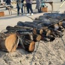 영농조합법인 양지엔텍 | 청양알프스마을 칠갑산 얼음분수축제 주차, 입장료, 반려동물 동반 가능