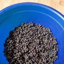 (판매완료)아로니아생과판매!!! 이미지