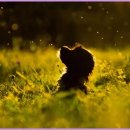 하얀강아지 이미지