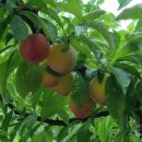 단비농장 이미지