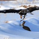 토끼사냥 이미지