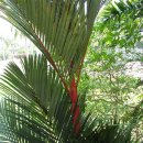 Lipstick palm, Maharajah palm, Sealing wax palm,(야자나무) 이미지