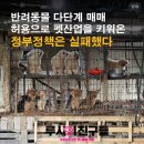 부산 불법번식장에서 구조한 아기 무지개다리ㅠ 이미지