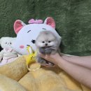 더 펫 애견샵 | 광주상무지구애견분양 애견샵 펫왕국 입양 후기