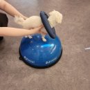 골드퍼피 애견유치원 이미지