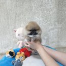 애견왕국 이미지