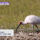 우포 따오기 구조 치료센터 이미지