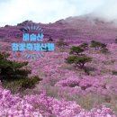 소재사 - 달성군 유가면 | 26년 역대급 비슬산 참꽃 개화 와 알짜 코스 다녀온 후기