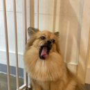 바미애견유치원 이미지