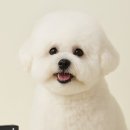 럭스펫케어
