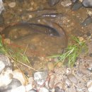 고탄교아래 이미지