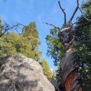 2025.1.25 Tahquitz Peak via Devils slide Trail 이미지