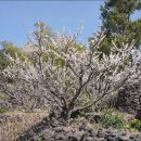 매화공원 이미지