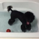 왈왈애견미용샵 이미지