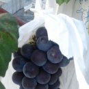 새한농원 이미지