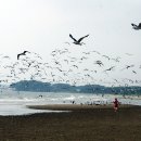 장안해수욕장 Daum카페