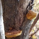 황금버섯 이미지