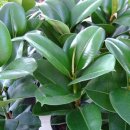 중앙고무 이미지