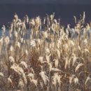 금와습지 생태공원 | 바람부는 강가에 서서-완주 금와습지생태공원