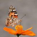 N138 이미지