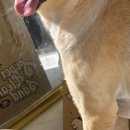 포캣(for cat) 이미지