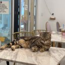 아가마미 고양이카페 | 영통 고양이카페 :: 아가마미 내돈내산 찐 후기