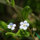 풀밭나라 이미지