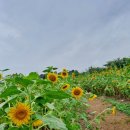 어진동 행복누림터 체육관 | 세종시여행 7월 여름꽃구경 산책 가볼만한곳 추천 대평동 해바라기정원 숲바람수변공원