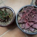 타우르스 이미지