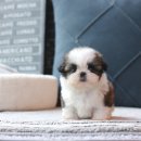 이즈병원 | 안양에서 만나는 신뢰할 수 있는 강아지분양, 이즈펫 강아지 고양이 본점 후기