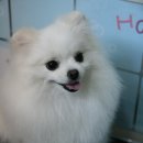 뽀뽀애견 이미지