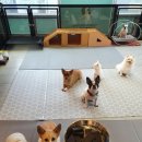 호텔스 컴도그 이미지