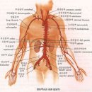 대동맥 찢어진 끔찍한 사진 이미지