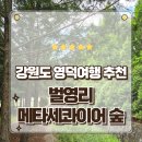 초록숲 | 경북 영덕 가볼만한곳 초록빛이 가득한 벌영리 메타세콰이어숲 방문후기