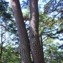 중평단지(임동면) | 안동 아기산(숨겨진우리명산244)